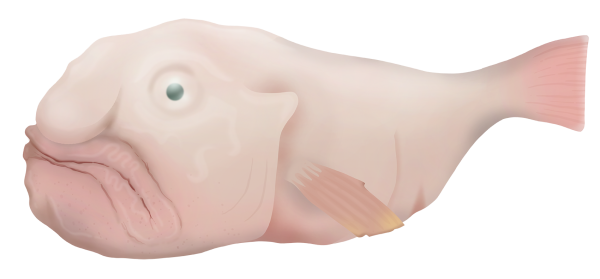 Smoothhead Blobfish - Marinewise