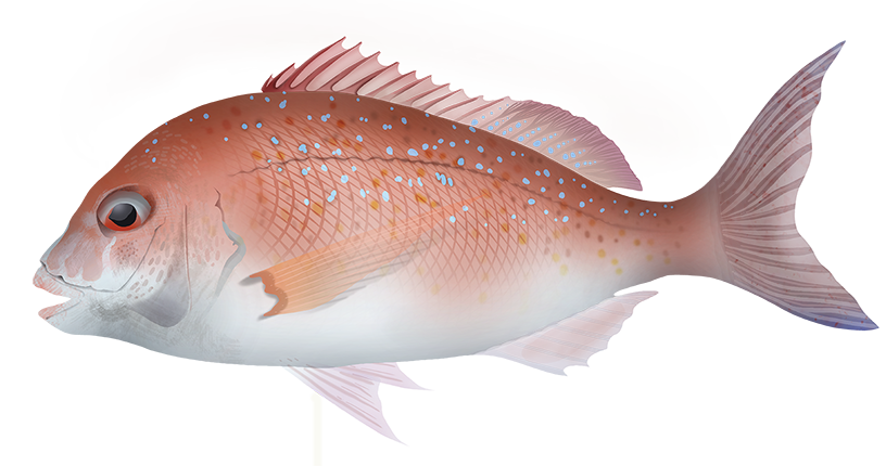 Red Snapper - Pagrus Auratus