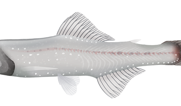 Southern Blacktip Lanternfish - Marinewise