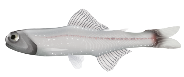 Southern Blacktip Lanternfish - Marinewise