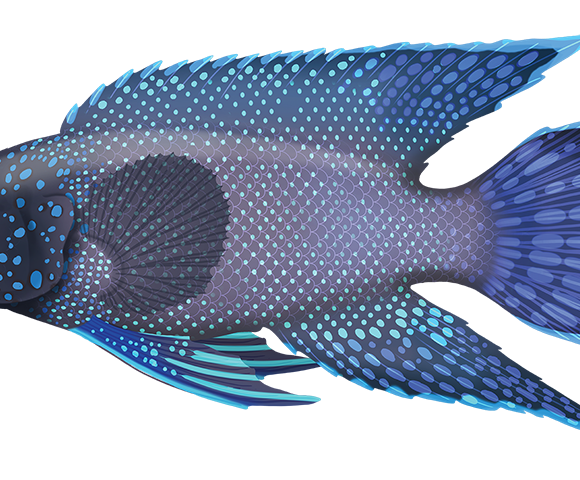 Southern Blue Devil Fish - Marinewise