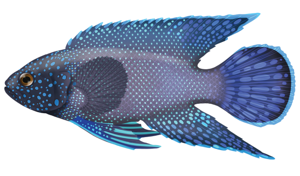 Southern Blue Devil Fish - Marinewise