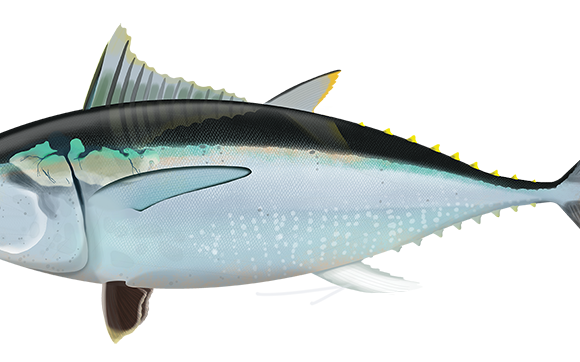 Southern Bluefin Tuna - Marinewise