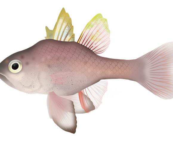 Southern Cardinalfish - Marinewise