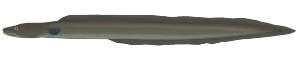 Southern Conger Eel - Marinewise