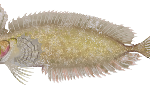 Southern Crested Weedfish - Marinewise