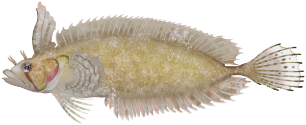 Southern Crested Weedfish - Marinewise