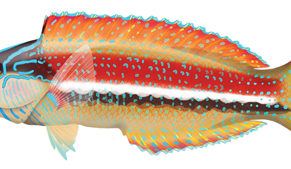 Southern Maori Wrasse - Marinewise