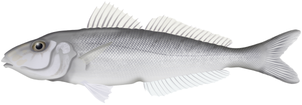 Southern School Whiting - Marinewise