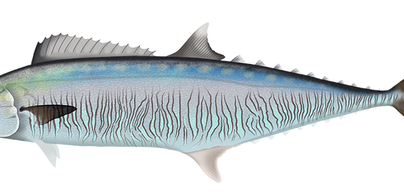 Spanish Mackerel - Marinewise
