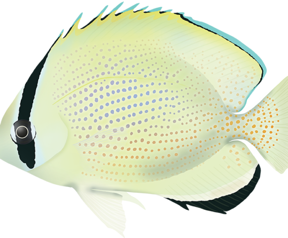 Speckled Butterflyfish - Marinewise