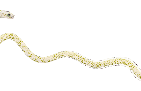 Speckled Garden Eel - Marinewise