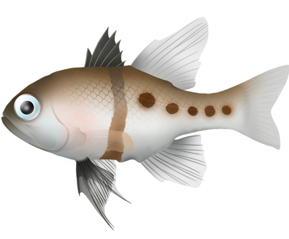 Spindle Egg Cardinalfish - Marinewise