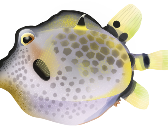 Spiny Boxfish - Marinewise