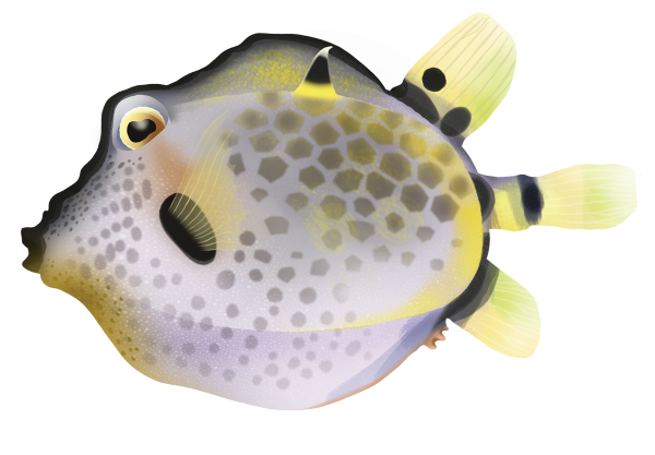 Spiny Boxfish - Marinewise