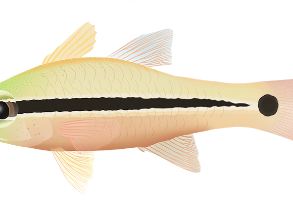 Spinyeye Cardinalfish - Marinewise