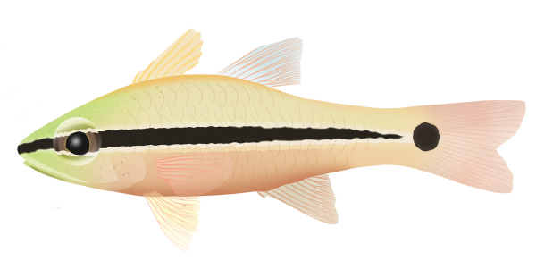 Spinyeye Cardinalfish - Marinewise