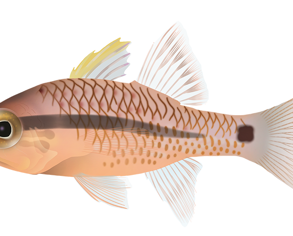 Spinyhead Cardinalfish - Marinewise
