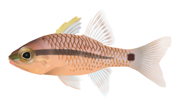 Spinyhead Cardinalfish - Marinewise