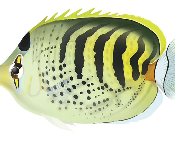 Spotbanded Butterflyfish - Marinewise