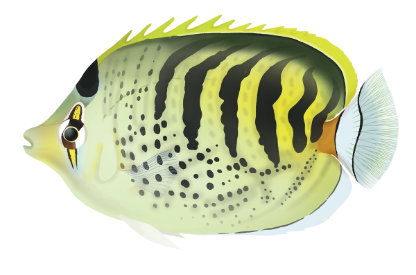 Spotbanded Butterflyfish - Marinewise