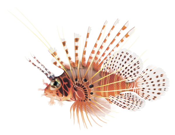 Spotfin Lionfish - Marinewise