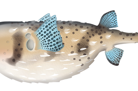 Spotfin Porcupinefish - Marinewise
