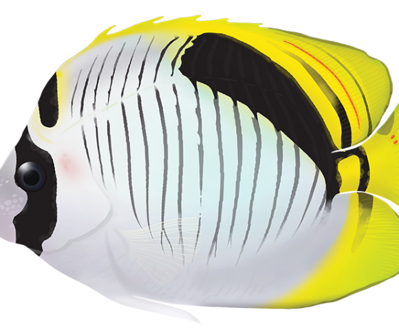 Spotnape Butterflyfish - Marinewise