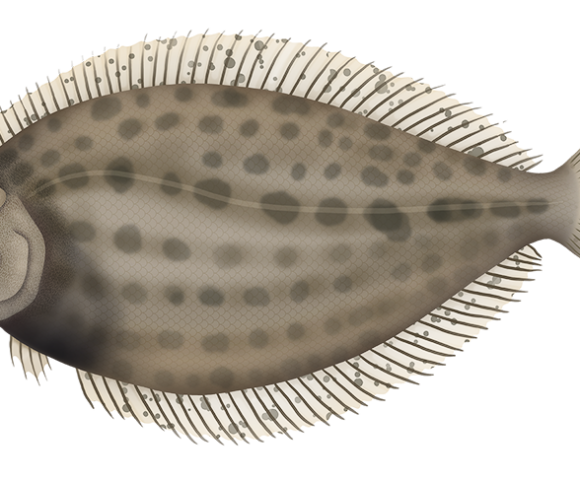 Spotted Deepsea Flounder - Marinewise
