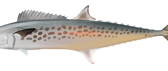 Spotted Mackerel - Marinewise