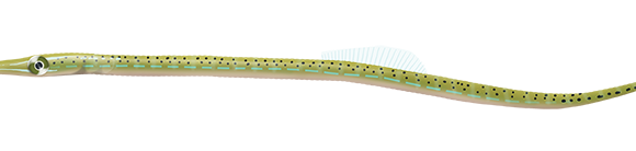Spotted Pipefish - Marinewise