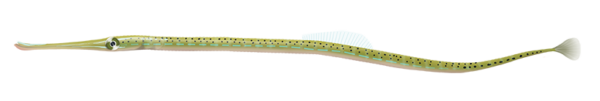 Spotted Pipefish - Marinewise
