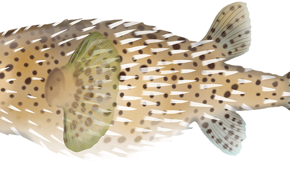 Spotted Porcupinefish - Marinewise