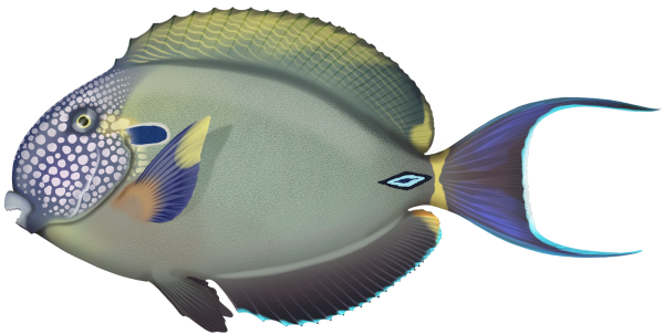 Spotted-face Surgeonfish - Marinewise