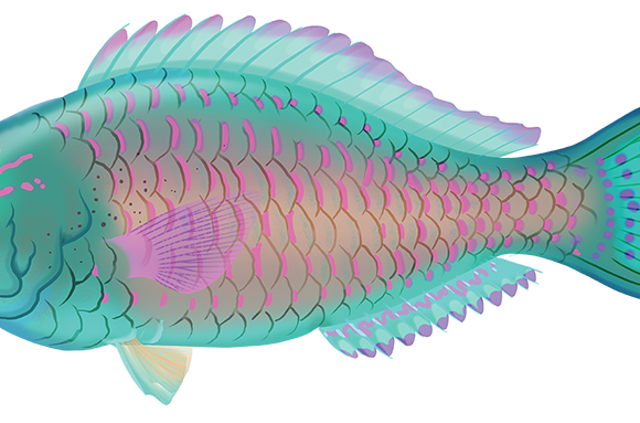 Star-Eye Parrotfish - Marinewise