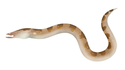 Crocodile Snake eel Brachysomophis crocodilinus Stock Photo - Alamy