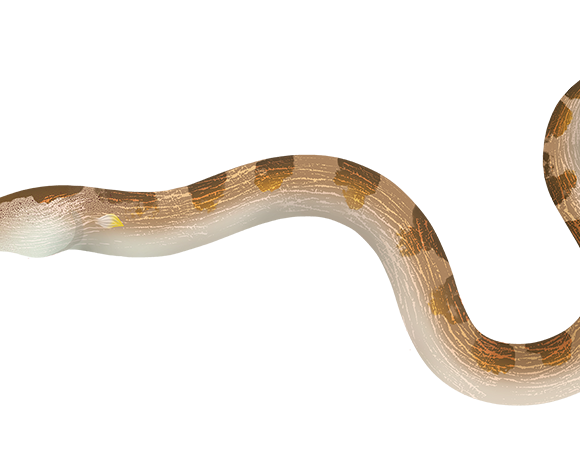 Stargazer Snake Eel - Marinewise