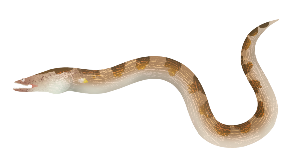 Stargazer Snake Eel - Marinewise