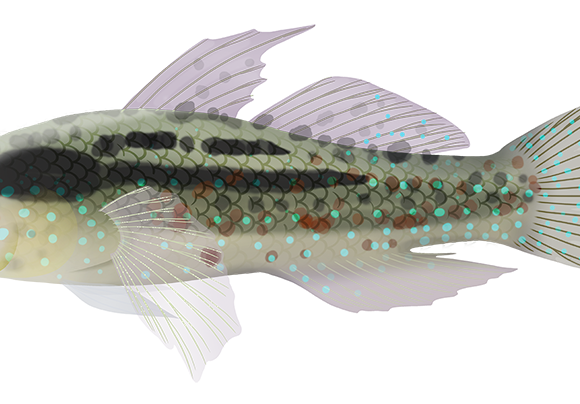 Starry Goby - Marinewise