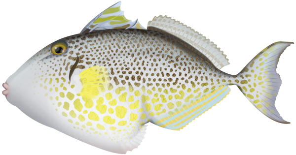 Starry Triggerfish - Marinewise