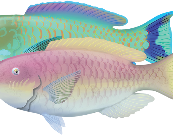 Steephead Parrotfish - Marinewise