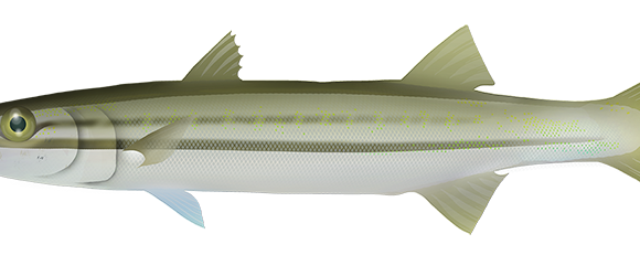 Striped Barracuda - Marinewise