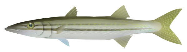 Striped Barracuda - Marinewise