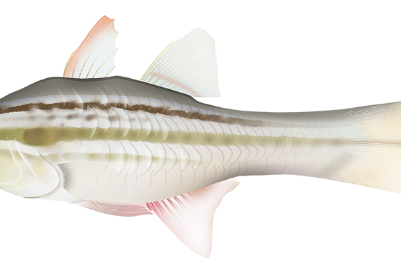 Striped Cardinalfish - Marinewise
