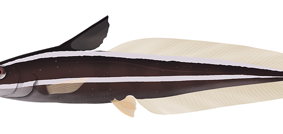 Striped Catfish - Marinewise