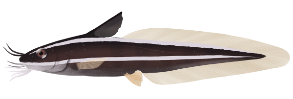 Striped Catfish - Marinewise