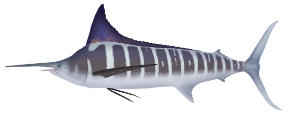 Striped Marlin - Marinewise