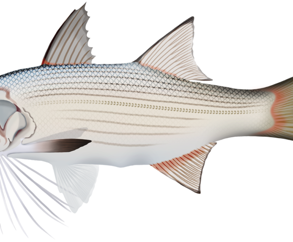 Striped Threadfin - Marinewise
