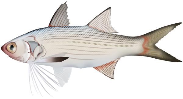 Striped Threadfin - Marinewise