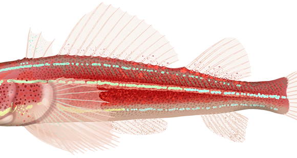 Striped Threefin - Marinewise